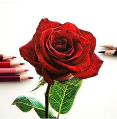 Coloured Drawings Of Roses 66 Best Awesome Drawings Images Beautiful Drawings Nice Designs