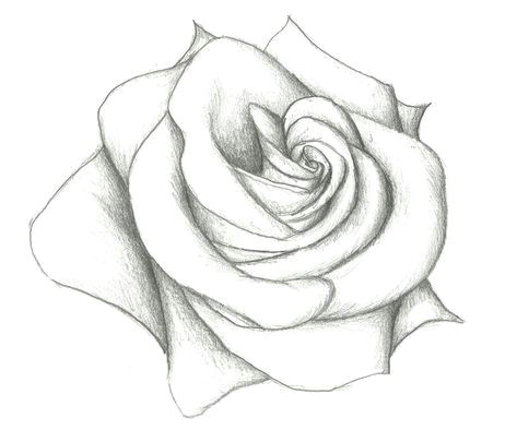 Cool Drawings Of A Rose Cool Drawing Sketches Pinterest Sketches and Drawings