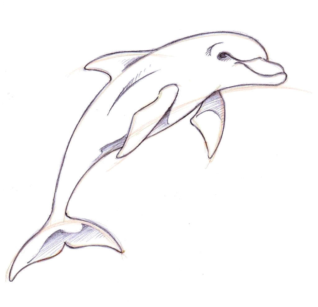 Cute Drawing Dolphin Dolphin Drawings In Pencil How to Draw A Dolphin Drawing Ideas