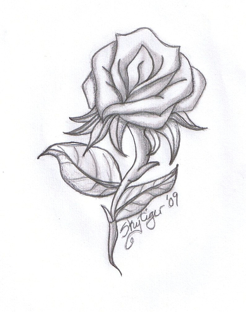 Cute Drawing Of A Rose Rose Drawings Rose Pencil Drawing by Skytiger On Deviantart