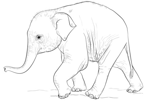 Cute Drawing Of Elephant Cute Baby Elephant Coloring Page From Elephants Category Select