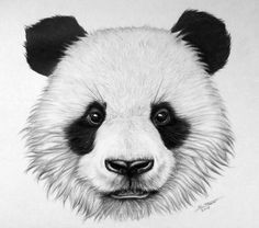 Cute Drawing Of Panda 1029 Best Pandamonium 0d Images In 2019 Panda Bears Panda Bear