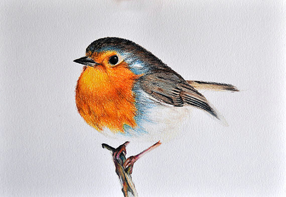 Cute Drawing to Color original Drawing Colored Pencil Bird Illustration Cute Robin 5 5×8