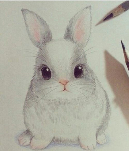 Cute Drawings Of Roses Cute Drawing and Rabbit Image Drawings In 2019 Pinterest