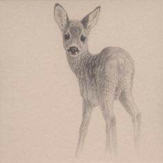 Cute Fawn Drawing 277 Best Fawn Sketches Images Animal Drawings Deer Art Deer Drawing