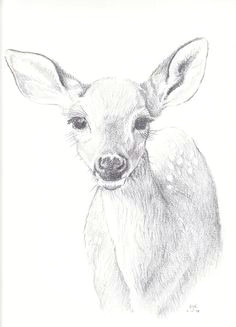 Cute Fawn Drawing 277 Best Fawn Sketches Images Animal Drawings Deer Art Deer Drawing