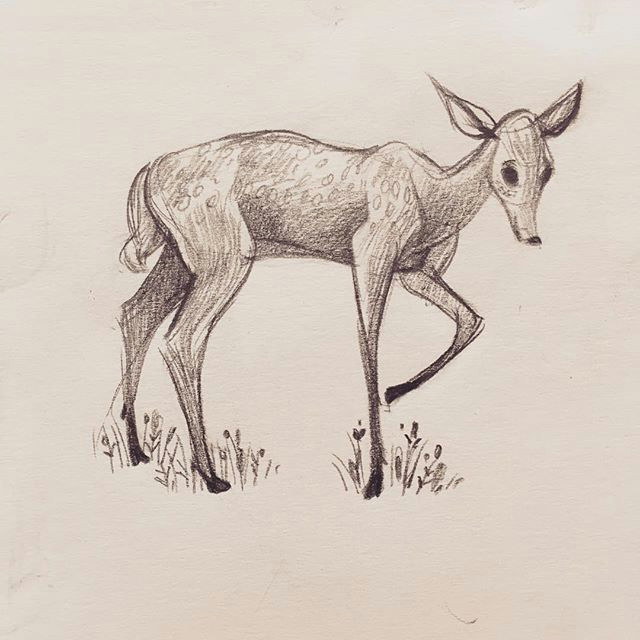 Cute Fawn Drawing Repost Artbykimberlyk Animal Drawing Day Animals Deer Doe