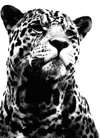 Cute Jaguar Drawing I Could See This as A Beautiful Pen and Ink Drawing for A Printed