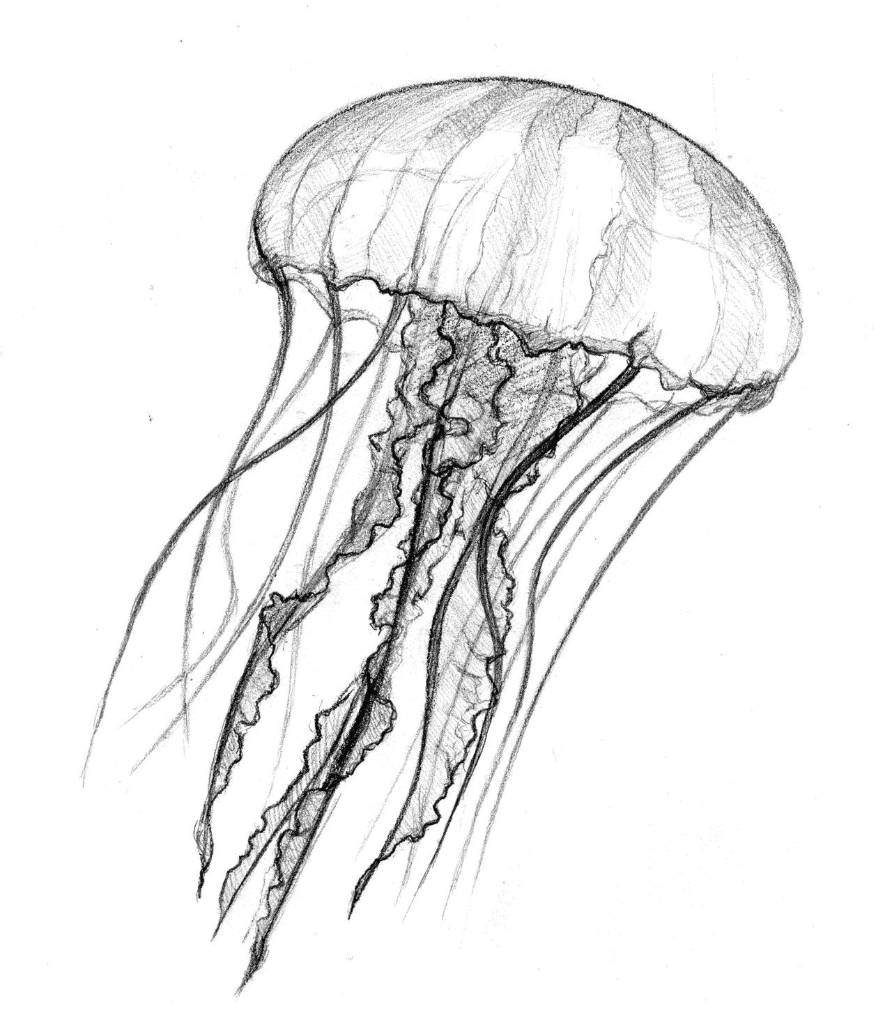 Cute Jellyfish Drawing 30 Best Jellyfish Drawing Images Jellyfish Drawing Jellyfish