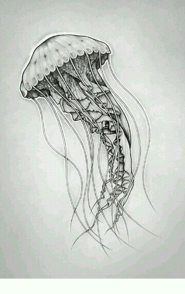 Cute Jellyfish Drawing Jellyfish Tatts Piercings Pinterest Jellyfish Drawing