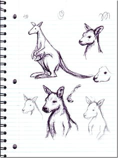 Cute Kangaroo Drawing 214 Best Kangaroo Images Cutest Animals Wild Animals Australia