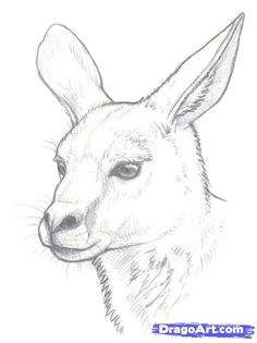 Cute Kangaroo Drawing 214 Best Kangaroo Images Cutest Animals Wild Animals Australia