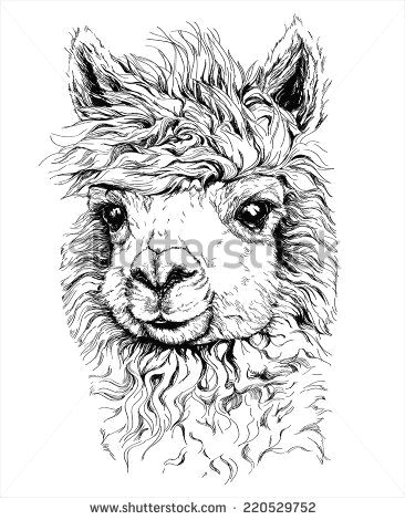 Cute Llama Drawing Realistic Sketch Of Lama Alpaca Black and White Drawing isolated