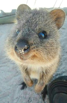 Cute Quokka Drawing 22 Best Adorable Aussies Images Cutest Animals Wild Animals