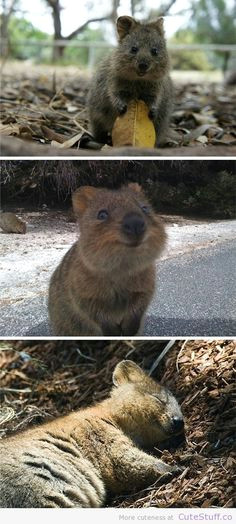 Cute Quokka Drawing 49 Best Quokka Images Happy Animals Cutest Animals Quokka