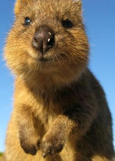 Cute Quokka Drawing 49 Best Quokka Images Happy Animals Cutest Animals Quokka