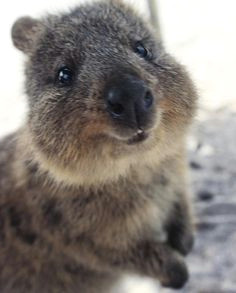 Cute Quokka Drawing 62 Best Quokka Images Cutest Animals Happy Animals Pretty Animals