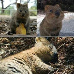 Cute Quokka Drawing 62 Best Quokka Images Cutest Animals Happy Animals Pretty Animals