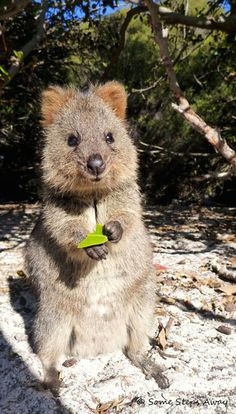 Cute Quokka Drawing 62 Best Quokka Images Cutest Animals Happy Animals Pretty Animals