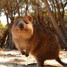 Cute Quokka Drawing 62 Best Quokka Images Cutest Animals Happy Animals Pretty Animals