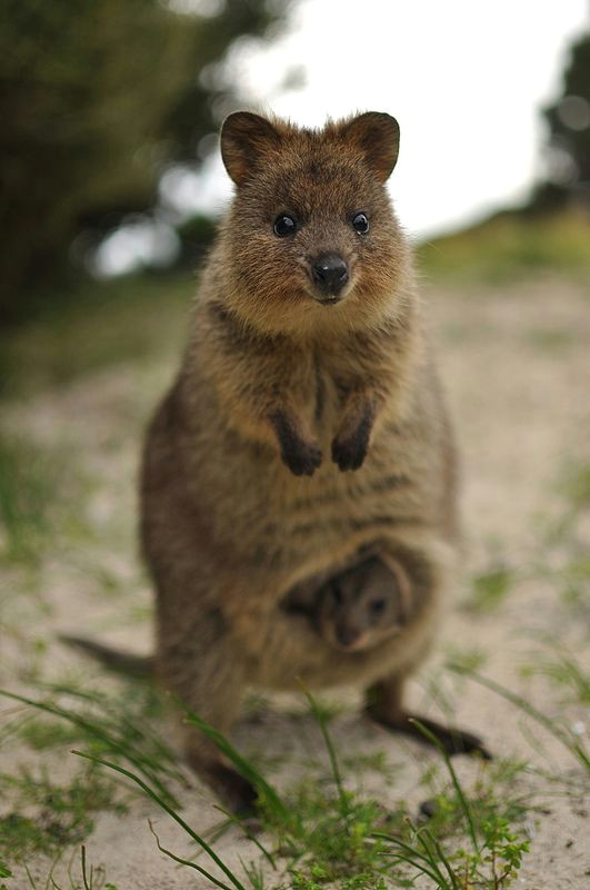 Cute Quokka Drawing Quokka No Words Necessary Quokka Cute Animals Animals