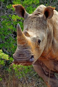 Cute Rhino Drawing 100 Best Rhino Images Rhinos Wild Animals Rhinoceros