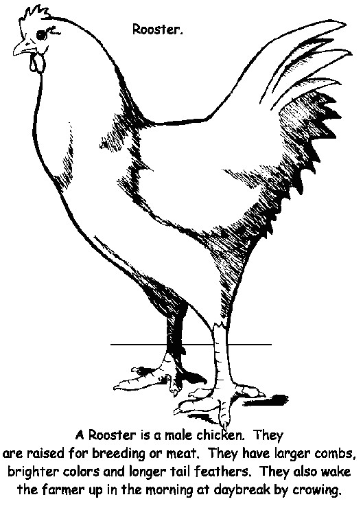 Cute Rooster Drawing Free Rooster Pictures to Print Few Rooster Pictures From Our