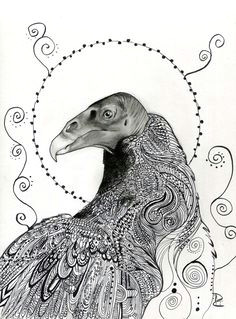 Cute Vulture Drawing Die 96 Besten Bilder Von Art Vulture Birds Vulture Und Drawings