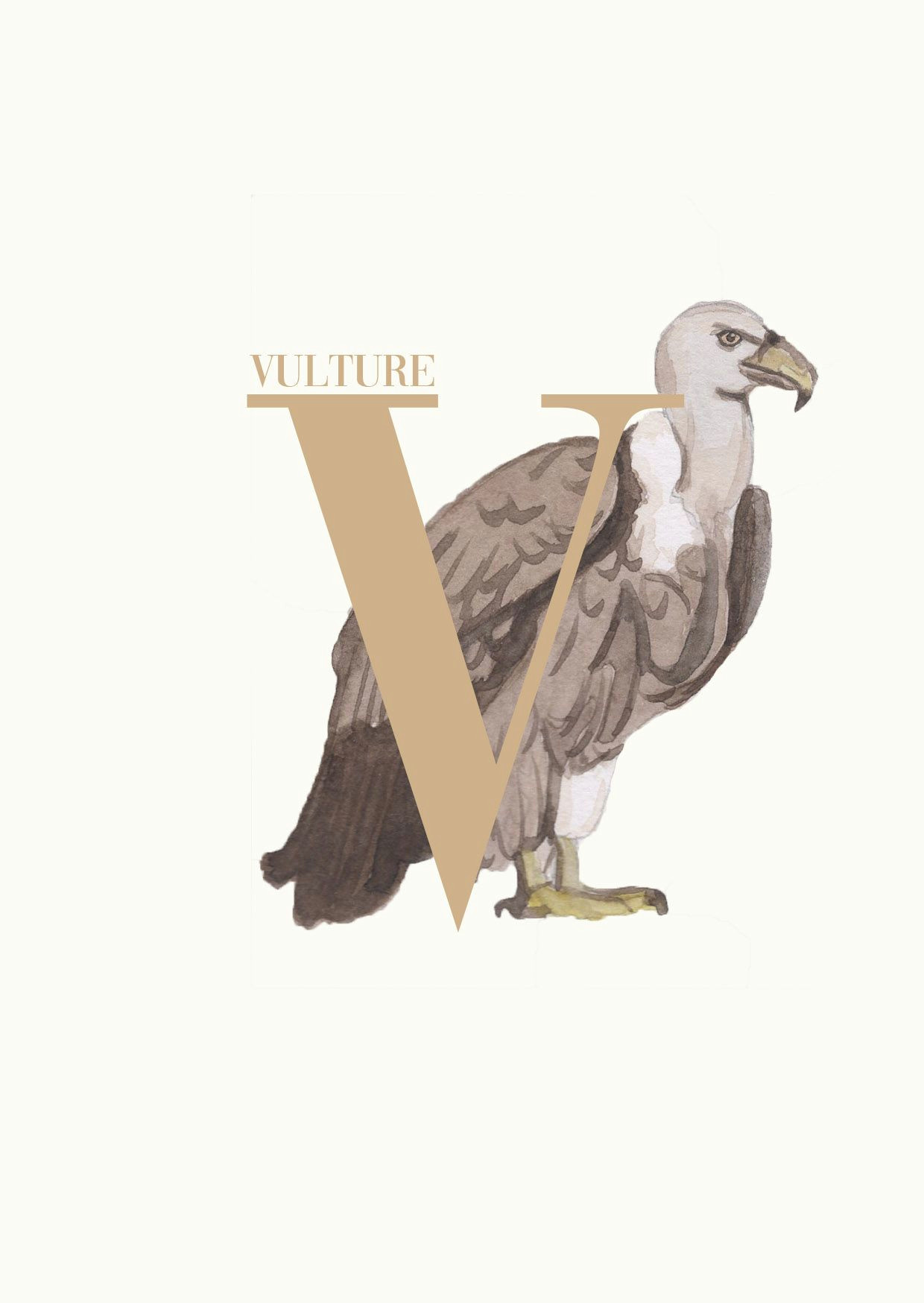 Cute Vulture Drawing Vulture by Paperfox V Vulture Brown Bird Portrait Illustration