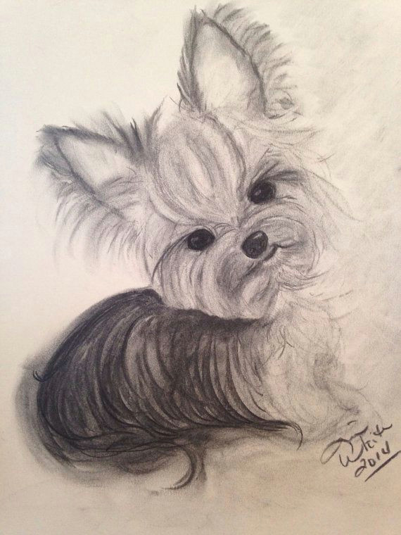 Cute Yorkie Drawing original Charcoal Drawing Yorkie 11×14 by Tinawhiteart On Etsy