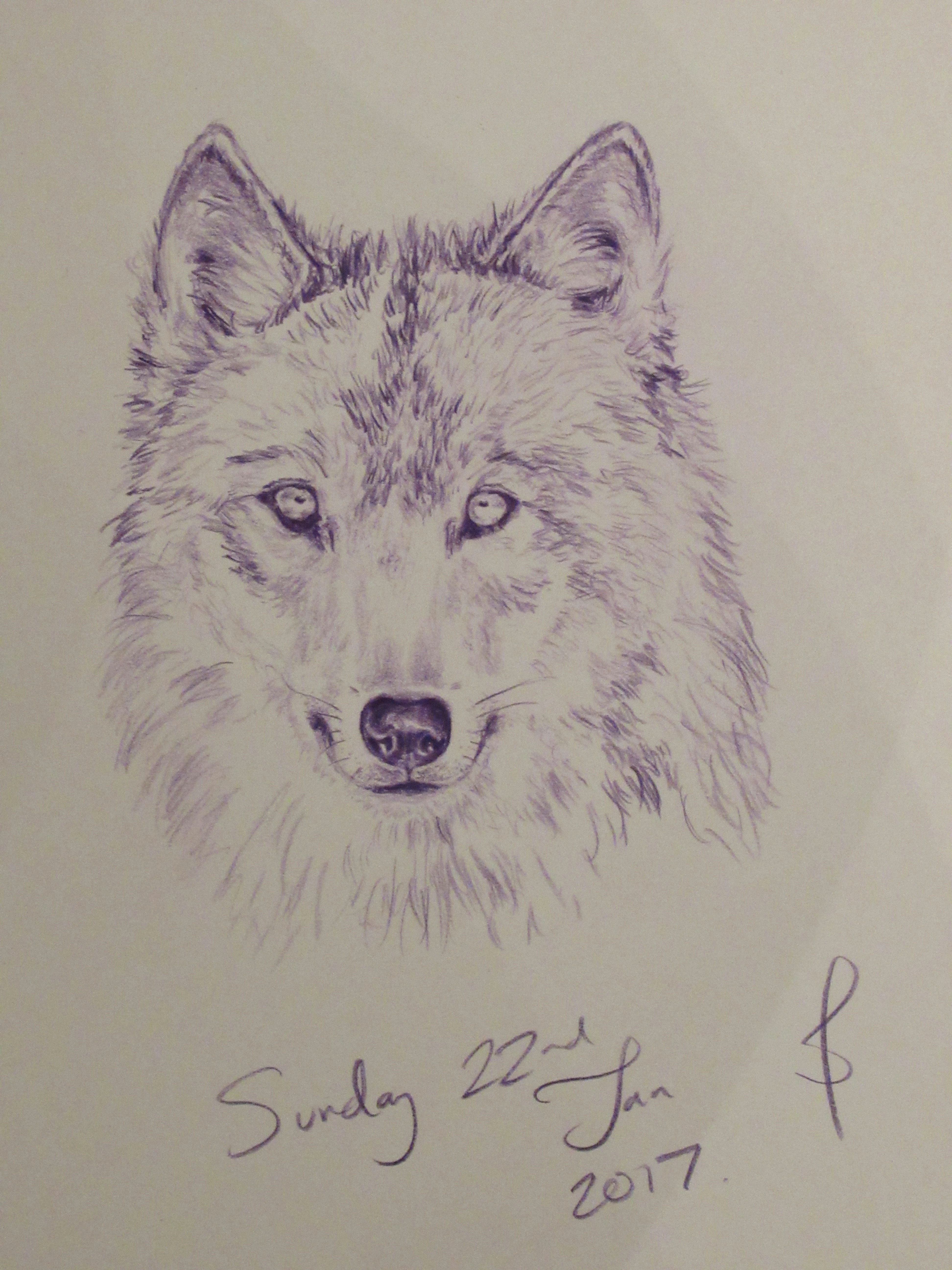 D.o Wolf Drawing thought I D Do A Wolf and In Purple to Save My Blues From Running