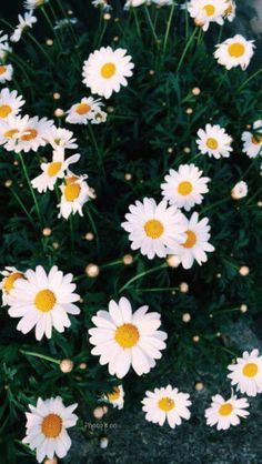 Daisy Drawing Tumblr 50 Best Daisy Images Bellis Perennis Daisy Background Images