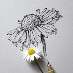 Daisy Drawing Tumblr 50 Best Daisy Images Bellis Perennis Daisy Background Images