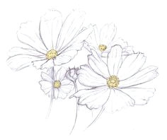 Daisy Drawing Tumblr Resultado De Imagem Para Daisy Flower Drawing Tattoos Pinterest