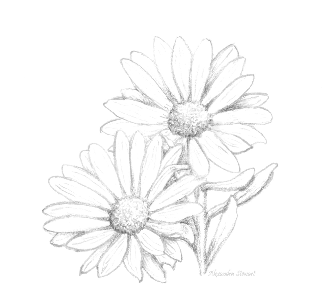 Daisy Drawing Tumblr Resultado De Imagem Para Daisy Flower Drawing Tattoos Pinterest