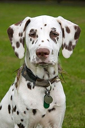Dalmatian Dog Drawing Brown Dalmatian Puppy Dog Liver and White Dalmatian is What I M Use