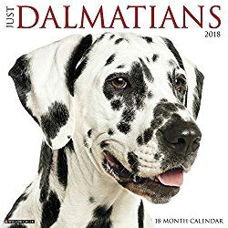 Dalmatian Dog Drawing Dalmatian Calendars 2018 Just Dalmatians Dog Breed Calendar