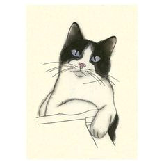 Detailed Drawing Of A Cat 2291 Best Cat Drawings Images Cat Art Drawings Cat Illustrations