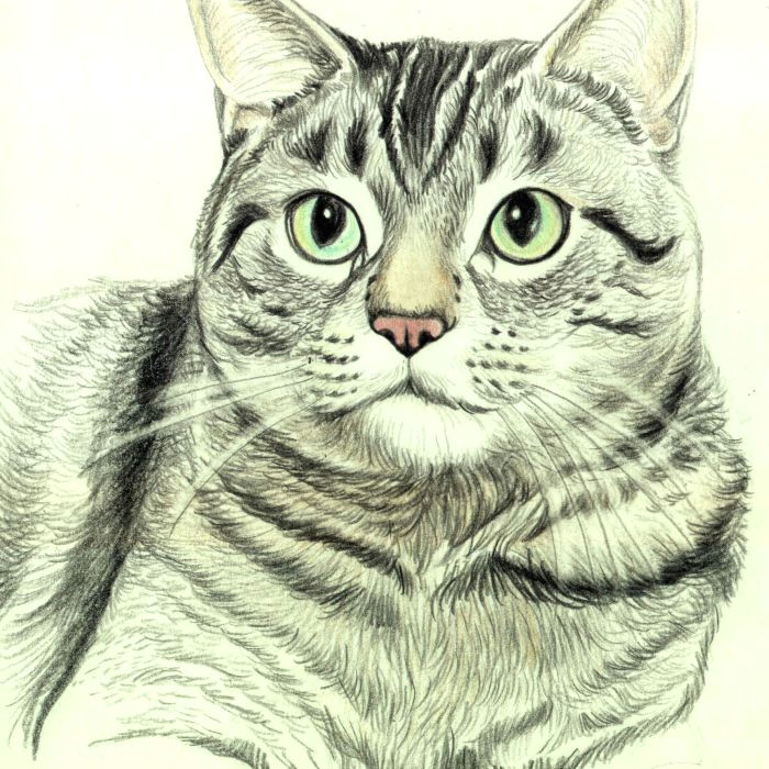 Detailed Drawing Of A Cat How to Draw A Cat In Colored Pencil