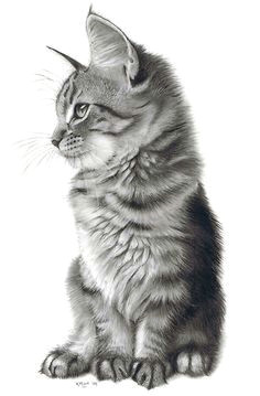 Detailed Drawing Of A Cat I Love Pencil Drawings From Amazing Artist Karen Hull Ma Armastan