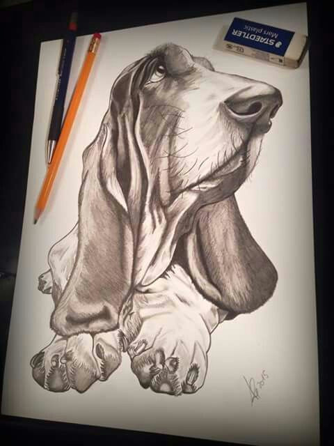 Detailed Drawing Of A Dog Basset Basset Hound Drawings Basset Hound Bassett Hound Dogs