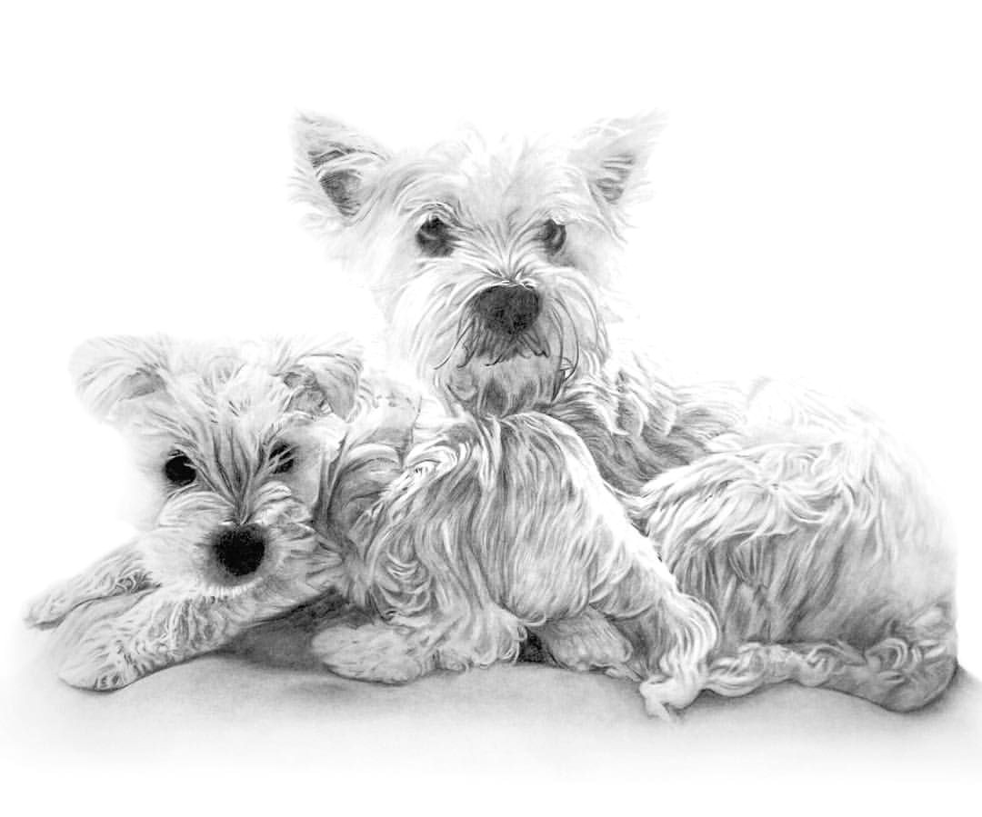 Detailed Drawing Of A Dog Commission Artlovers Arts Gallery Arts Help Blvart Cute Detail