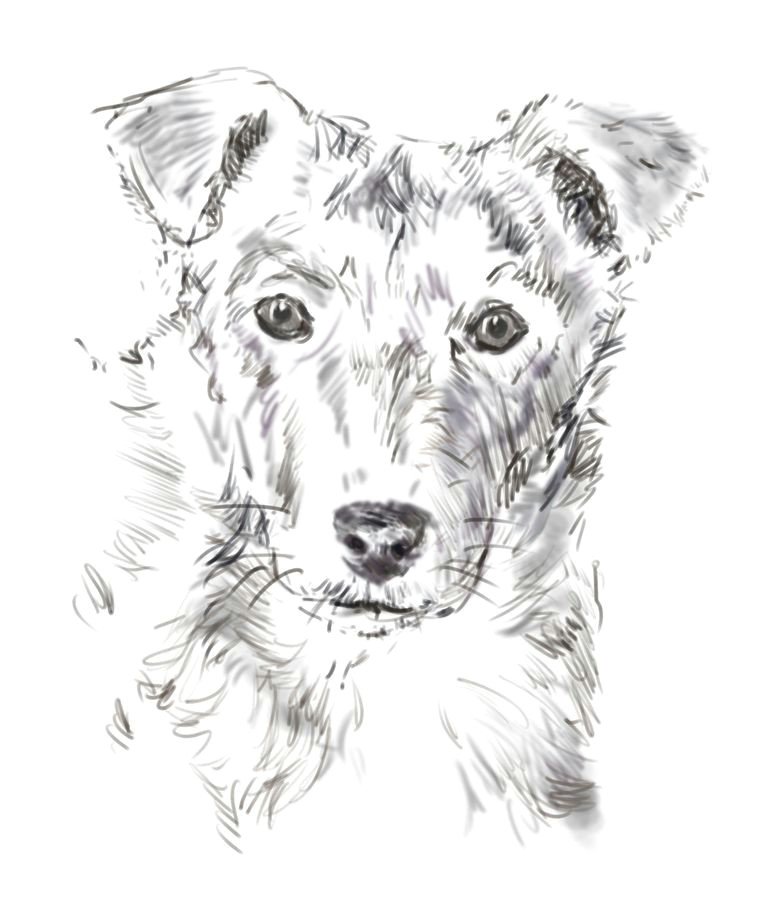Detailed Drawing Of A Dog Learn How to Draw Your Dog S Portrait Portraits Sketches and Artist