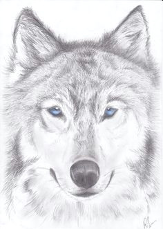 Detailed Drawing Of A Wolf 180 Best Wolf Drawings Images Drawing Techniques Drawing