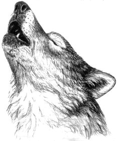 Detailed Drawing Of A Wolf 180 Best Wolf Drawings Images Drawing Techniques Drawing