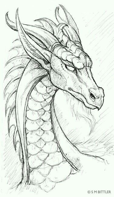 Detailed Drawings Of Dragons Dragon Pencil Drawing Art Drawings Pencil Drawings Dragon Sketch