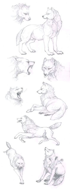 Directed Drawing Of A Wolf 209 Best Wolf Sketch Images In 2019 Drawing Techniques Animal