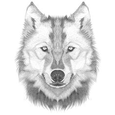 Directed Drawing Of A Wolf Drawing How to Draw A Angry Wolf Face with How to Draw A Wolf Face