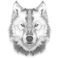 Directed Drawing Of A Wolf Drawing How to Draw A Angry Wolf Face with How to Draw A Wolf Face