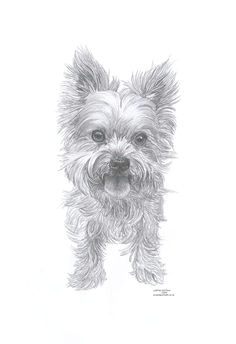 Dog Drawing Artist Uk 161 Best Cartoon Yorkies Images Dog Paintings Drawings Of Dogs